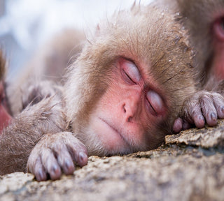 Cute Sleeping Monkey Wallpaper